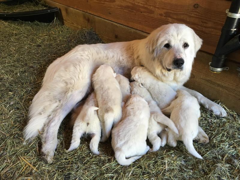 Mom and seven pups