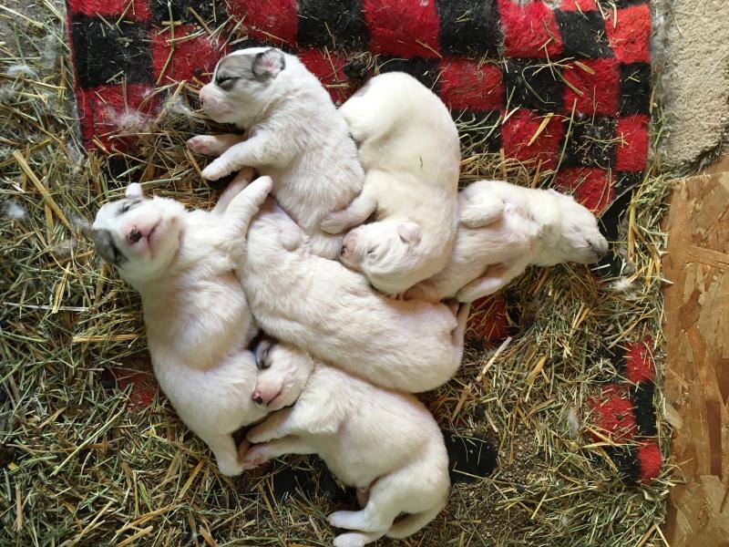 puppy pile